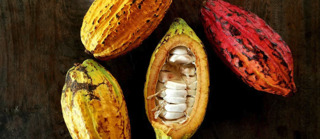 Meet the Changemakers: Chiang Mai's Chocolate Entrepreneurs