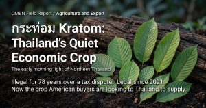 kratom thailand research cmbn